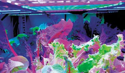 NASA Arrays of Red and Blue LED’s With Green NASA Arrays of Red and Blue LED’s With Green