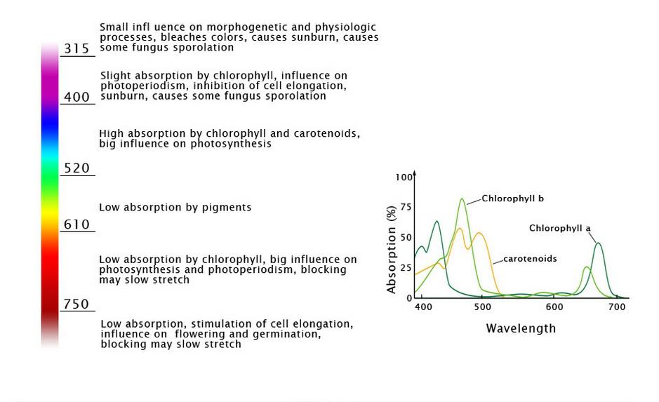 Plant Spectrum Plant Spectrum