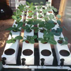 Hydroponic garden